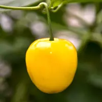 Rocoto, Canario