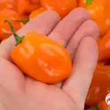 Habanero, Orange