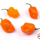 Habanero, Orange