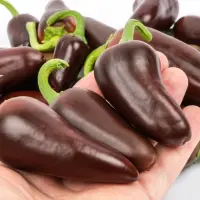 SMOKED Jalapeno Brown (Chipotle) (Dehydrated Chili) – 200g