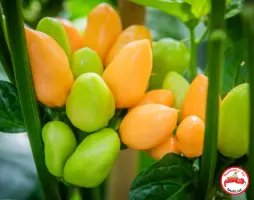 Pimenta Caixo (Dehydrated Chili)– 200g