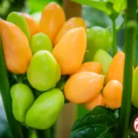 Pimenta Caixo (Dehydrated Chili)– 200g