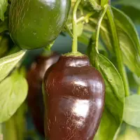 Rocoto, Brown