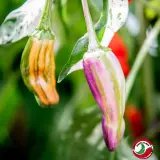 Fatalii’s Hundred Wonders