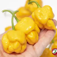 7pot Brain Strain Yellow