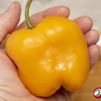 Rocoto, Riesen Yellow