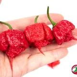 Carolina Reaper