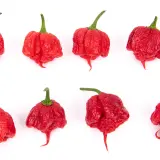 Carolina Reaper