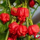 Carolina Reaper