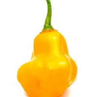 Aji Fantasy, Orange