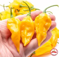 Fatalii (Dehydrated Chili)– 100g