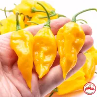 Fatalii (Dehydrated Chili)– 100g