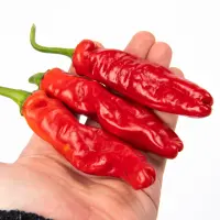 Lucifer&#8217;s Dream Red