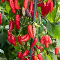 Pimenta Sparanise