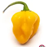 Habanero, Golden