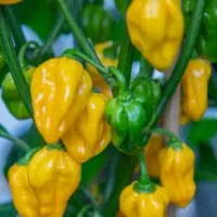 Habanero, Golden