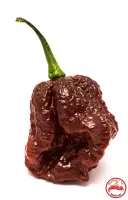 Apocalypse Chocolate