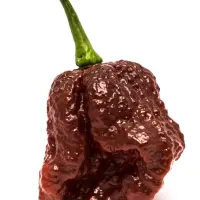 Apocalypse Chocolate