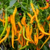 FATALII’S FINEST EasySlo (100g)