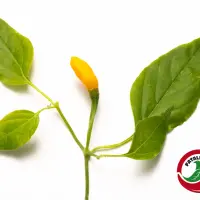 Cumari Amarillo, Purple Flower