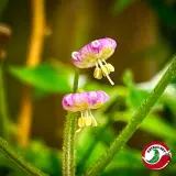 Cumari Amarillo, Purple Flower