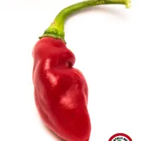 Cabaca Roxa x Fidalgo Roxa F2