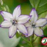 Fatalii’s Hundred Wonders