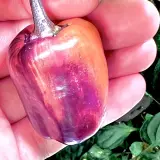 Bolivian Rainbow, Sweet Giant (F6)