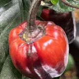 Bolivian Rainbow, Sweet Giant (F6)