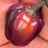 Bolivian Rainbow, Sweet Giant (F6)