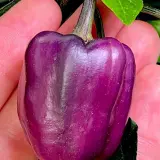 Bolivian Rainbow, Sweet Giant (F6)