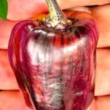 Bolivian Rainbow, Sweet Giant (F6)