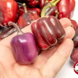 Bolivian Rainbow, Sweet Giant (F6)