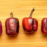 Bolivian Rainbow, Sweet Giant (F6)