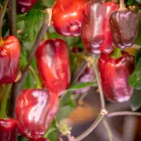 Bolivian Rainbow, Sweet Giant (F6)