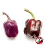 Bolivian Rainbow, Sweet Giant (F6)