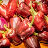 Bolivian Rainbow, Sweet Giant (F6)