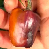 Bolivian Rainbow, Sweet Giant (F6)