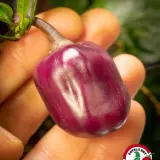 Bolivian Rainbow, Sweet Giant (F6)