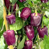 Bolivian Rainbow, Sweet Giant (F6)