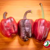 Bolivian Rainbow, Sweet Giant (F6)