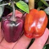 Bolivian Rainbow, Sweet Giant (F6)