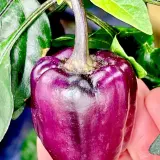 Bolivian Rainbow, Sweet Giant (F6)