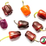 Bolivian Rainbow, Sweet Giant (F6)