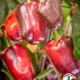 Bolivian Rainbow, Sweet Giant (F6)