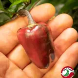 Bolivian Rainbow, Sweet Giant (F6)