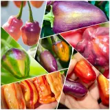 Fatalii's Beginner Chili Pack - Medium (6 + 1 varieties)