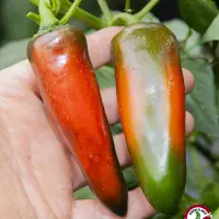 Jalapeno, Mucho Nacho