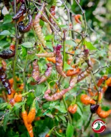 Murupi Purple (Dehydrated Chili)– 100g