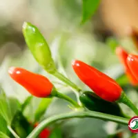 Siberian Indoor Pepper